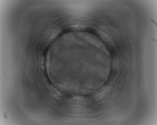 X0000097511346200803142032