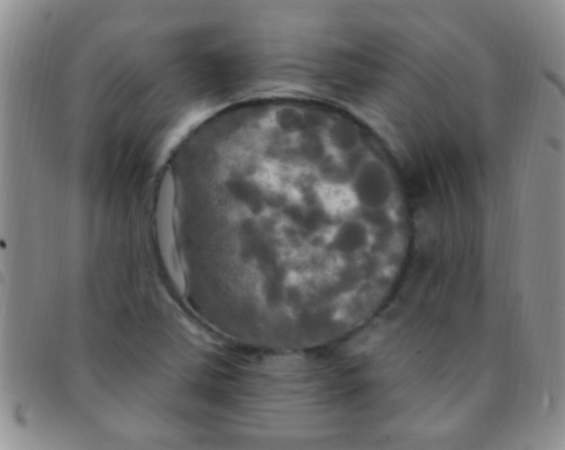 X0000097511363200803142032