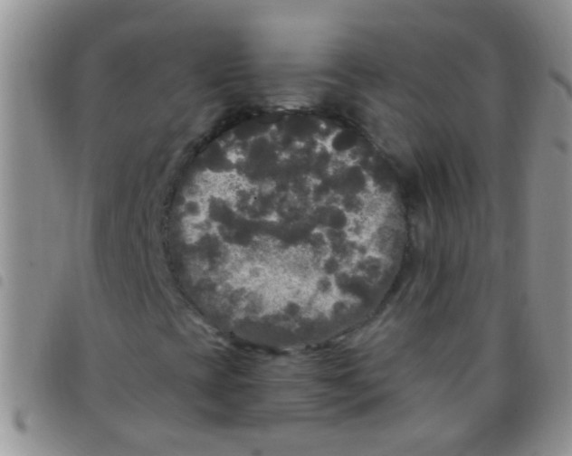 X0000097511393200803142031