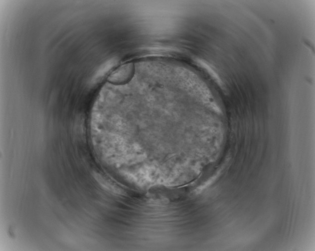 X0000097511403200803142031