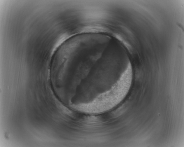 X0000097511459200803142031