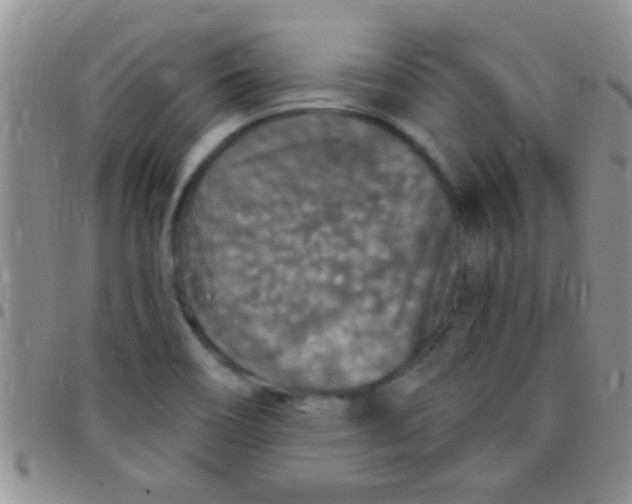 X0000097511466200803142030