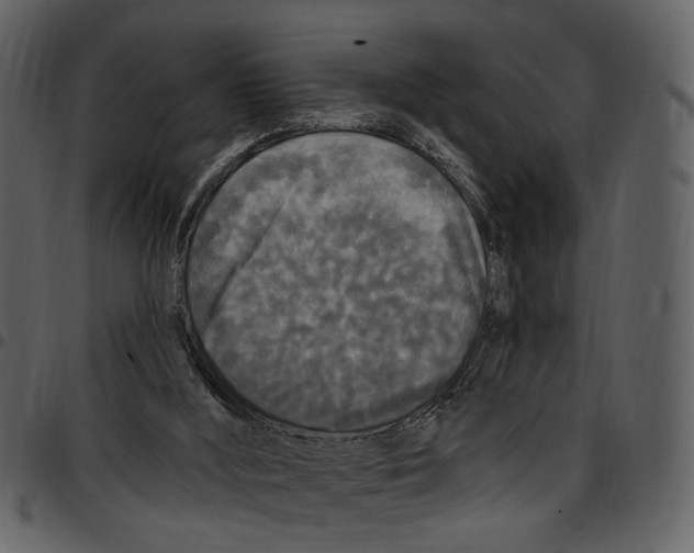 X0000097510012200803201625