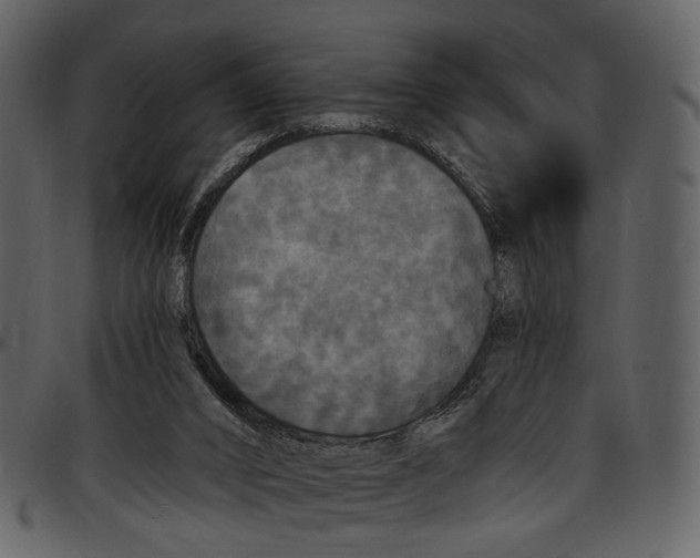 X0000097510016200803201625