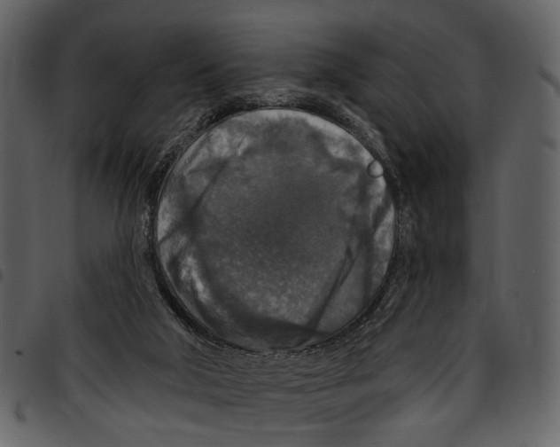 X0000097510018200803201625