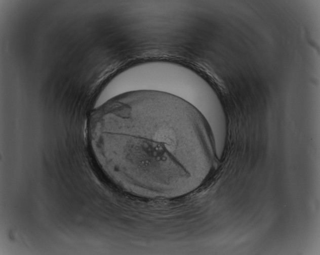 X0000097510024200803201625
