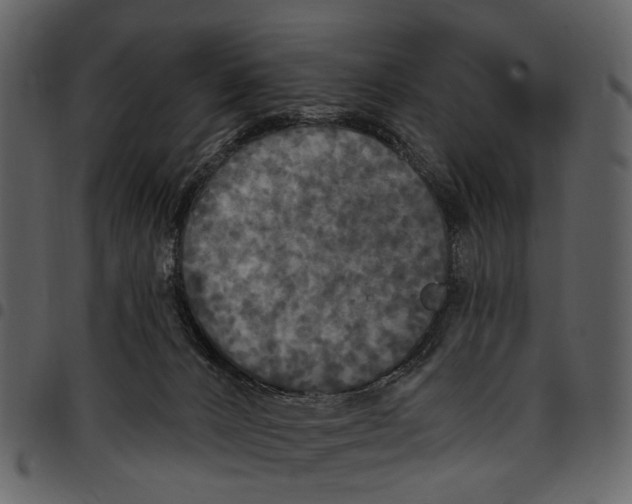 X0000097510032200803201625