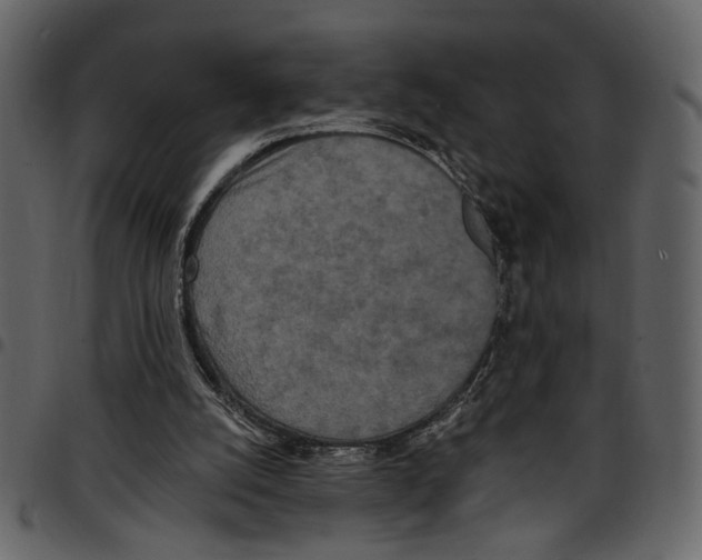 X0000097510056200803201624