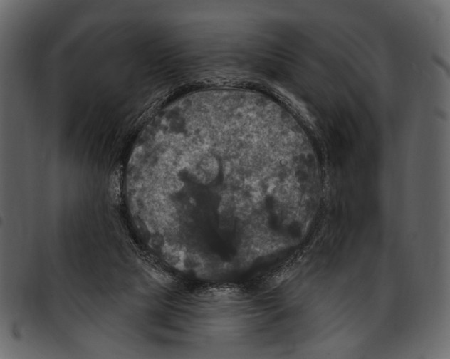 X0000097510065200803201624
