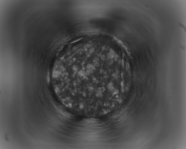 X0000097510069200803201624