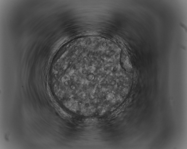 X0000097510145200803201623
