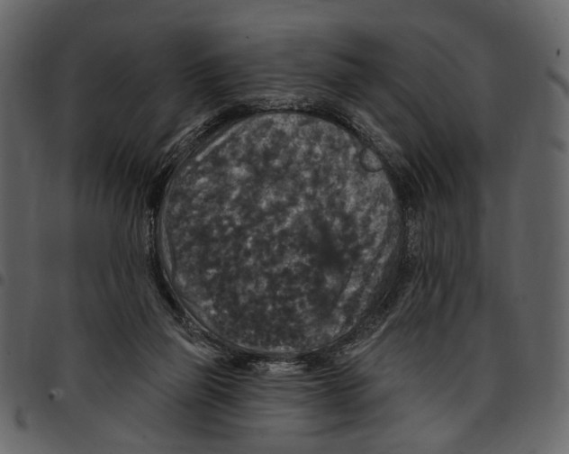 X0000097510165200803201623