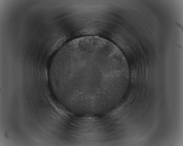 X0000097510254200803201621