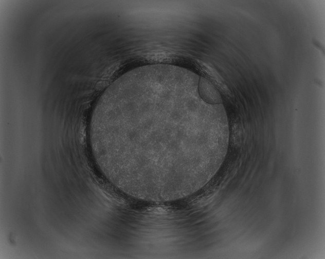 X0000097510259200803201621