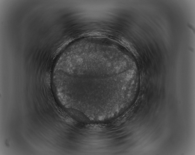 X0000097510297200803201621