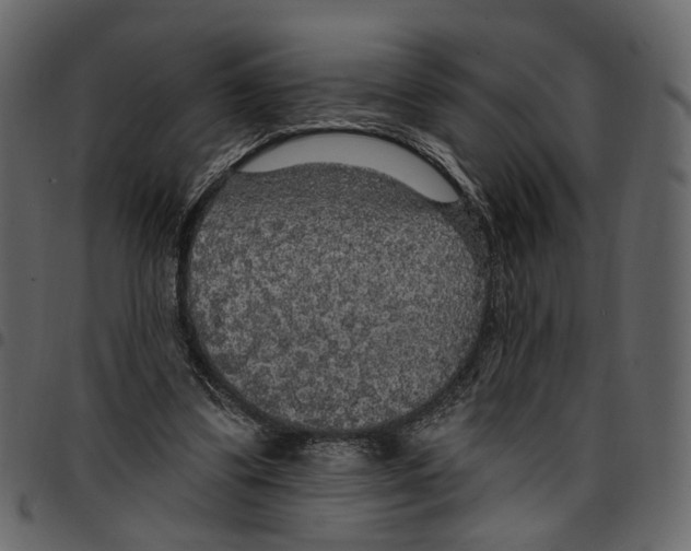 X0000097510299200803201621