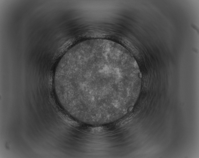 X0000097510309200803201621