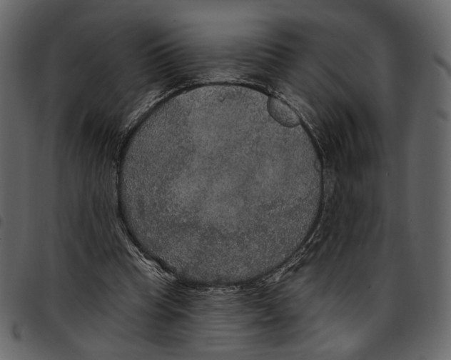 X0000097510345200803201620