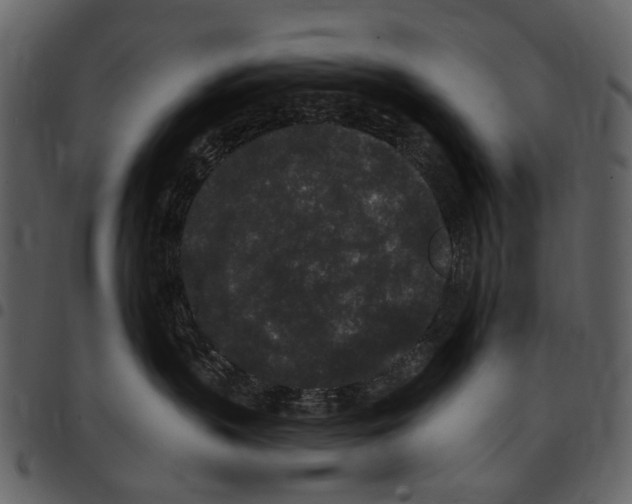 X0000097510383200803201620