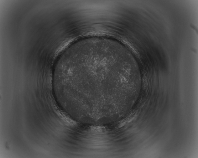 X0000097510446200803201619