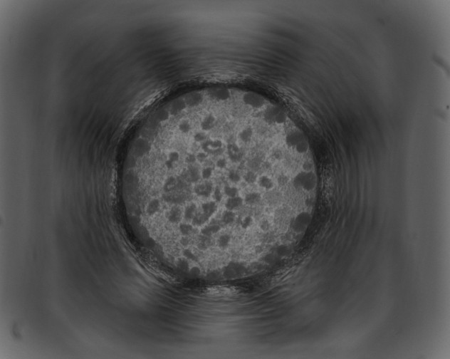 X0000097510591200803201617