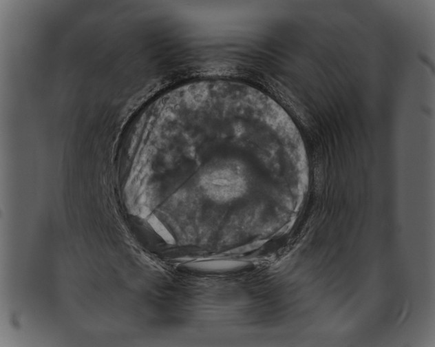 X0000097510721200803201615