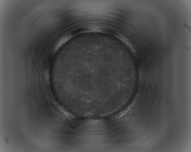 X0000097510826200803201613