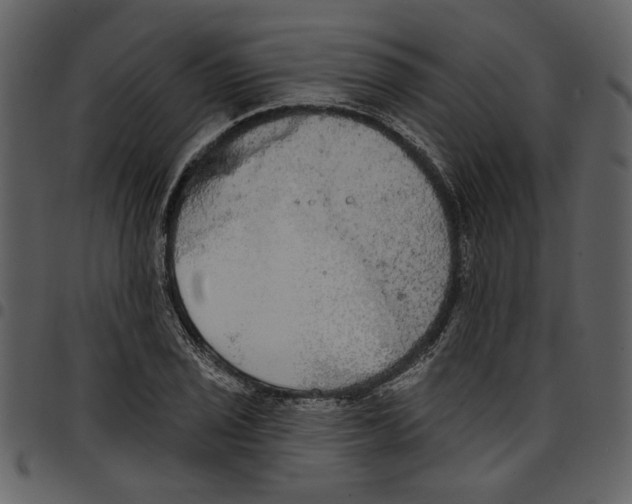 X0000097511029200803201611