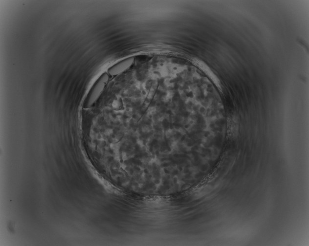 X0000097511099200803201610