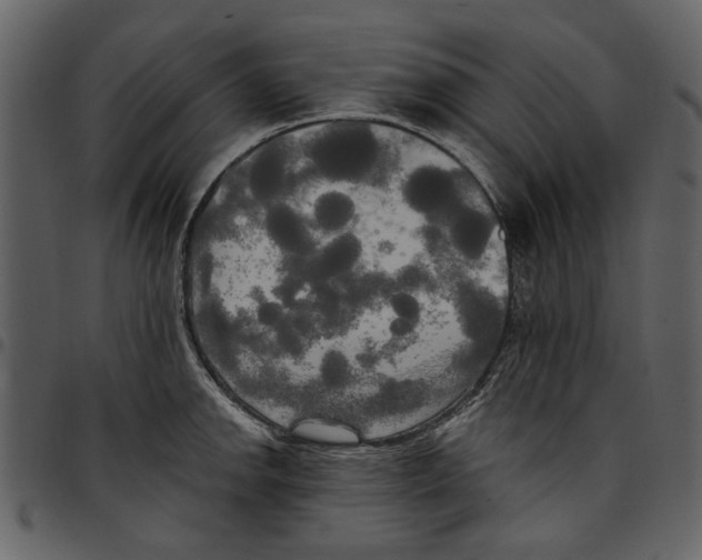 X0000097511142200803201610