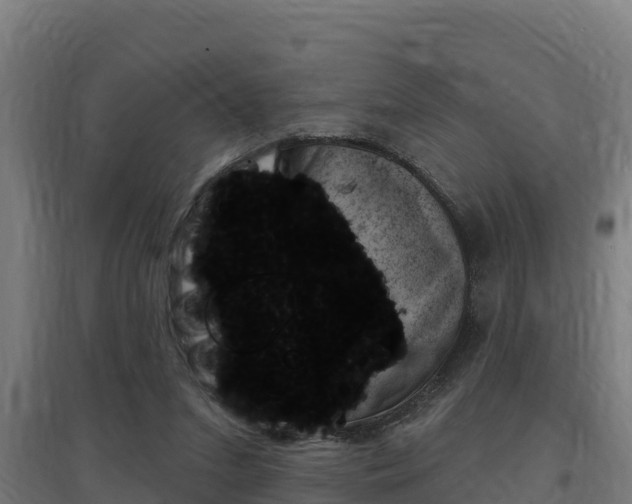 X0000097590207200802290756