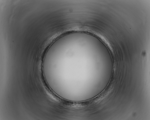 X0000097590445200802290753