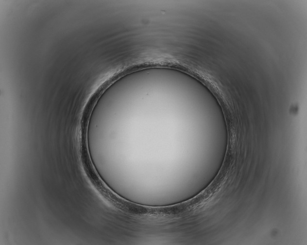 X0000097590630200802290750
