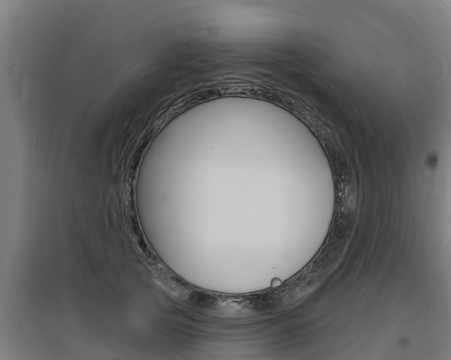 X0000097590753200802290749