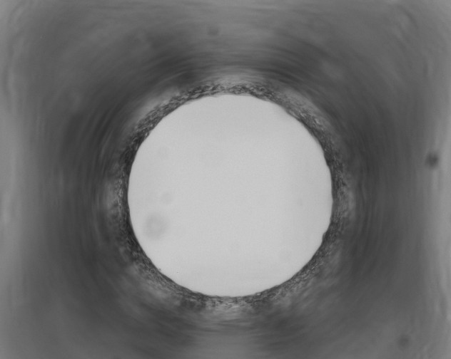 X0000097590824200802290747