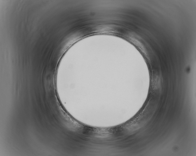 X0000097591338200802290741