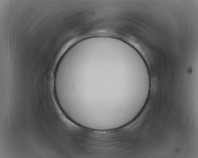 X0000097591474200802290738