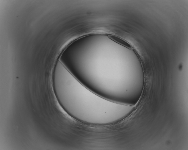 X0000097591476200802290738