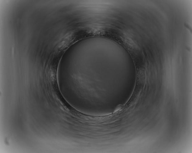 X0000097590039200802291230