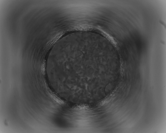 X0000097590065200802291229