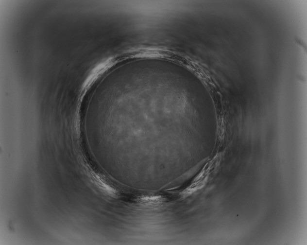 X0000097590296200802291225