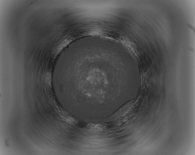 X0000097590297200802291225