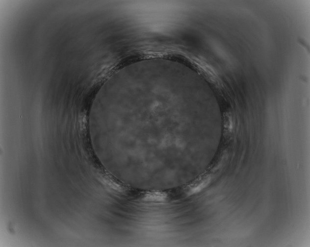 X0000097590369200802291225