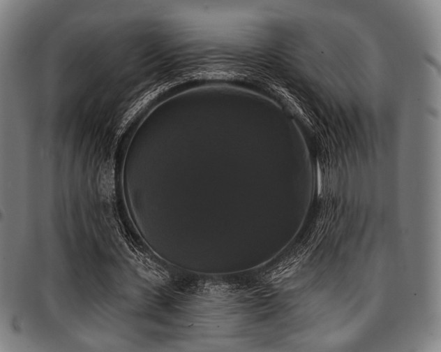 X0000097590531200802291221