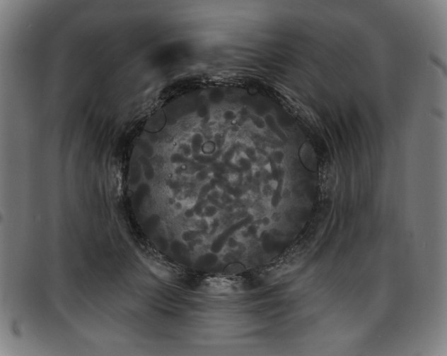 X0000097590703200802291219