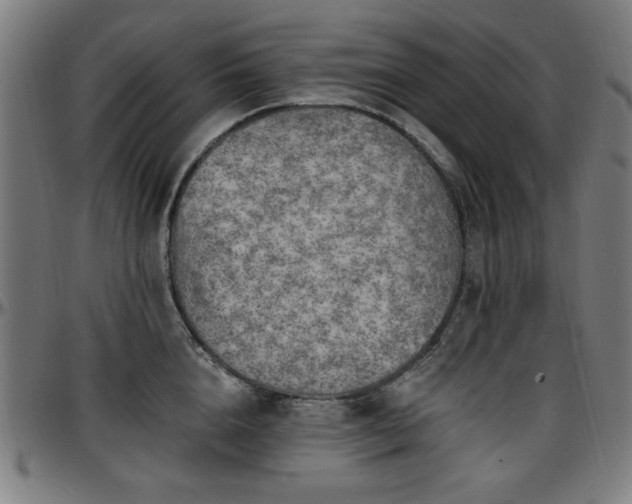 X0000097590856200802291217