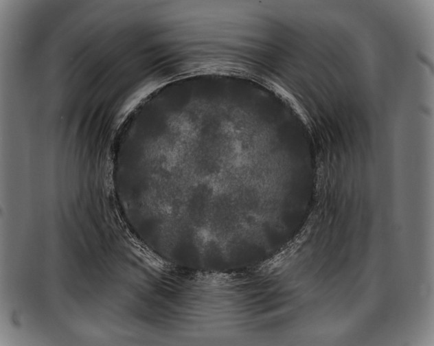 X0000097591019200802291214
