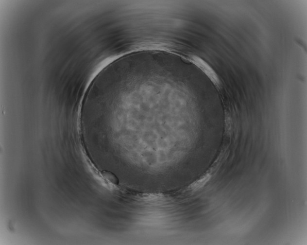 X0000097591052200802291214
