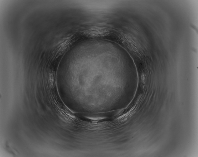 X0000097591300200802291209