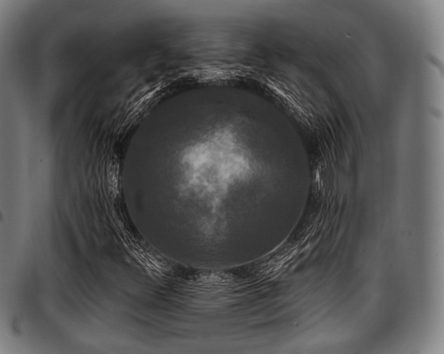 X0000097591348200802291209
